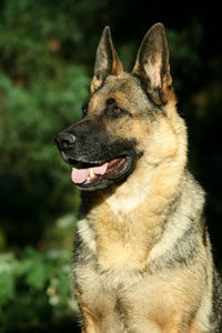 AJKA